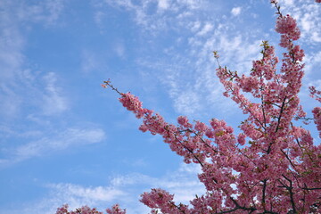 さくらと青空を見上げる春
