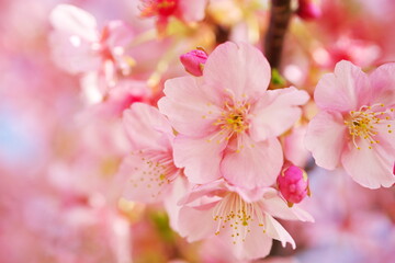 春の訪れを知らせる桜