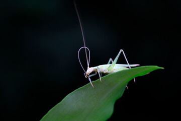 Tree crickets live on wild plants in North China