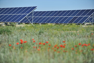 Zhambyl region, Kazakhstan - 05.15.2013 : Solar station panels are installed in a field with poppies