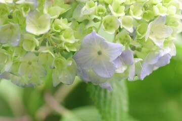 水色の紫陽花の花