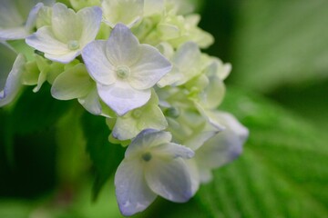 Fototapeta premium 水色の紫陽花の花