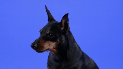 Portrait of a miniature pinscher in the studio on a blue background. The pet carefully examines something and wiggles its triangular erect ears. Close up of a dog's muzzle. Slow motion.