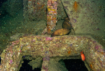 sunken boat in red sea