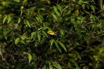 Chipe dorso verde en un árbol.