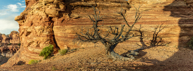Fototapeta na wymiar Wide shot of dry dead small desert tree on orange stone ground in canyonlands national park in Utah, america