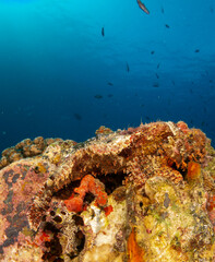 seabed in the red sea with coral and fish
