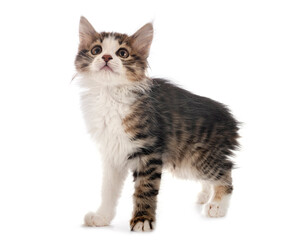 Kurilian Bobtail in studio