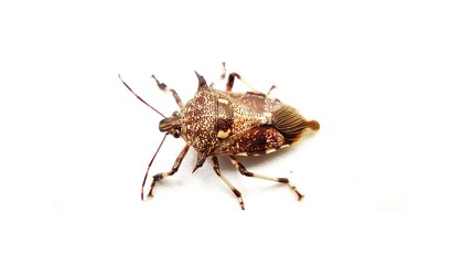 Green bug | Green bug | Stink bug, stink beetle, white background