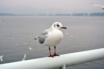 one white larus ridibundus stands on the handrail seems feel chilly