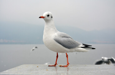 One white larus ridibundus with orange feet and grey wings standing on the platform in cloudy day