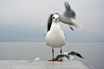 One white larus ridibundus look straight ahead standing on the platform in cloudy day