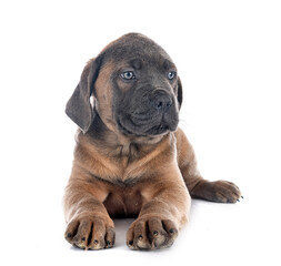 Obraz premium puppy cane corso