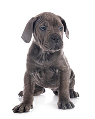 puppy cane corso