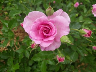 pink rose in garden