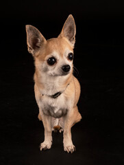 Obraz premium chihuahua in studio