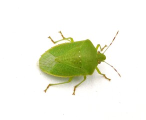 Pinterest
Green bug | Green bug | Stink bug, stink beetle, white background