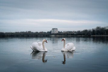 swans on the lake