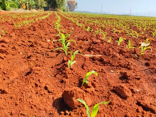 corn seedlings