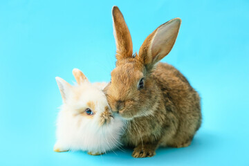 Cute funny rabbits on color background