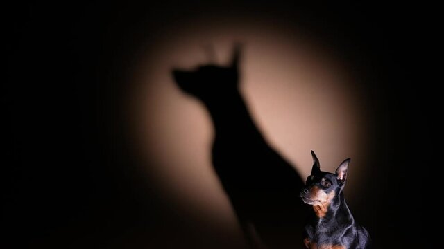 A miniature pinscher poses in a dark studio under the spotlight. The pet sits and looks in front of it, its large shadow is displayed on the back on the wall. Slow motion. Close up.