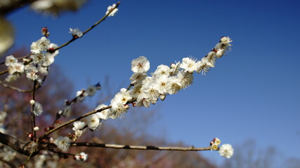 The plum blossoms are in full bloom now. 