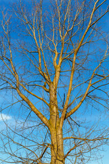 Canadian poplar, close-up of its trunk and branches in winter without leaves. Populus canadensis.