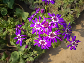 Fototapeta na wymiar beautiful Aster flower in a bright sunny day in dhaka