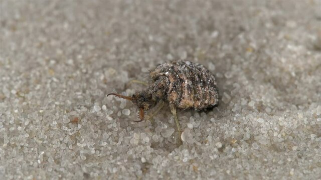Insect larva Myrmeleon formicarius or common antlion, family Myrmeleontidae, order Neuroptera. Predator, buries itself in the sand, making a funnel and waits for prey