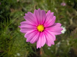 Fototapeta premium beautiful Aster flower in a bright sunny day in dhaka beautiful cosmos flower in a bright sunny day in dhaka