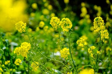 Obraz premium 風土記の丘の菜の花