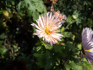 beautiful Aster flower in a bright sunny day