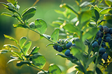 Blueberry organic farm ready for harvesting.