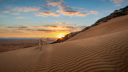 Fototapeta na wymiar Maliha Desert Sunrise