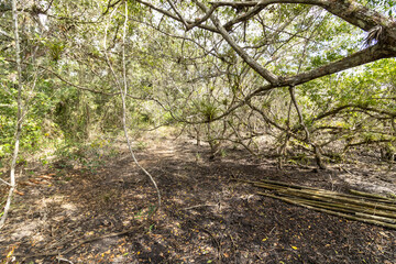 Primer plano de manglar con árboles y ramas viejos y caídos y algunos bambú