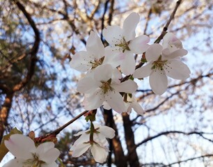 cherry blossom in spring