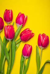 Red tulips on yellow background arrangement top view