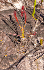 Single plant of Drosera camporupestris, a carnivorous plant, seen in natural habitat close to Gouveia in Minas Gerais, Brazil