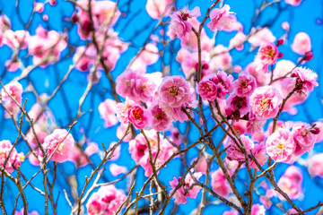 Obrazy na Szkle  Kwiaty śliwy w parku Minamitateishi