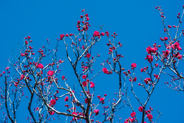 南立石公園の梅