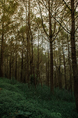 Fototapeta premium forest in the fog