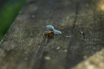 the drinking bee