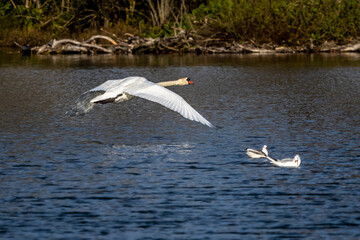 Fototapeta premium Mute swan, Cygnus olor swimming on a lake