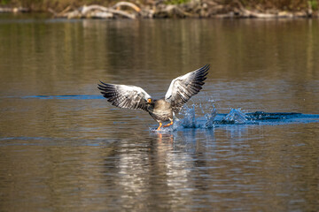 The flying greylag goose, Anser anser is a species of large goose