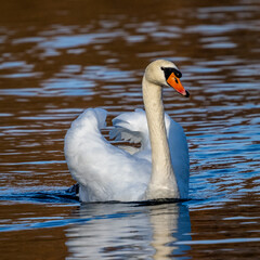 Mute swan, Cygnus olor swimming on a lake