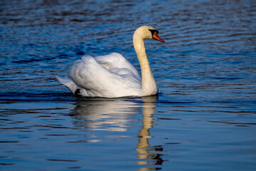 Mute swan, Cygnus olor swimming on a lake
