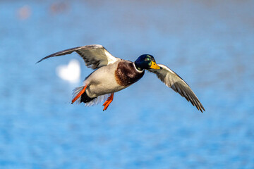 Wild duck or mallard, Anas platyrhynchos flying over a lake