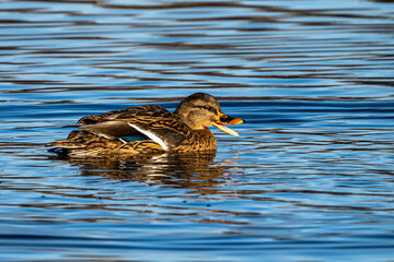 Wild duck or mallard, Anas platyrhynchos swimming in a lake