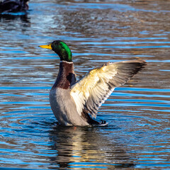 Fototapeta premium Wild duck or mallard, Anas platyrhynchos swimming in a lake