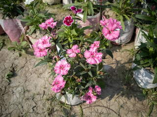 Fototapeta na wymiar beautiful small flower in a sunny day